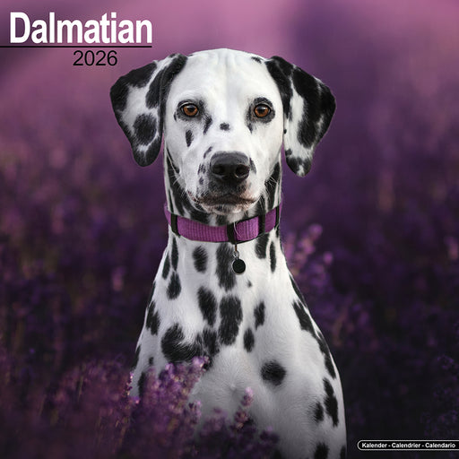 Dalmatian 2026 Square Wall Calendar