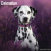 Dalmatian 2026 Square Wall Calendar
