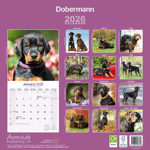 Dobermann Euro 2026 Square Wall Calendar