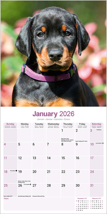 Dobermann Euro 2026 Square Wall Calendar