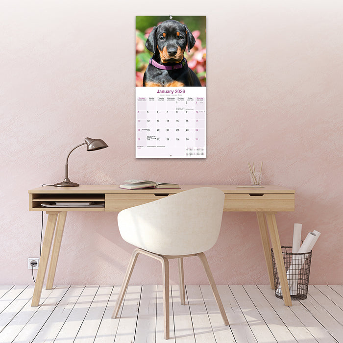 Dobermann Euro 2026 Square Wall Calendar