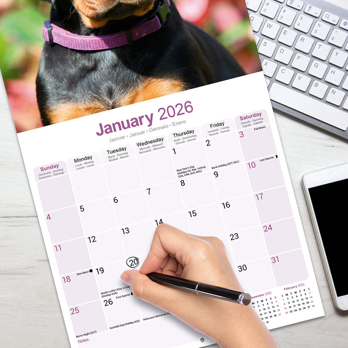 Dobermann Euro 2026 Square Wall Calendar