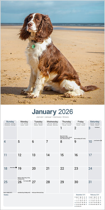 English Springer Spaniel Euro 2026 Square Wall Calendar