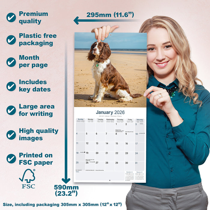 English Springer Spaniel Euro 2026 Square Wall Calendar