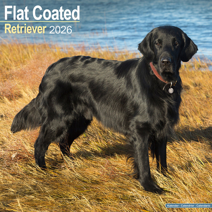 Flatcoated Retriever 2026 Square Wall Calendar (Online Exclusive)