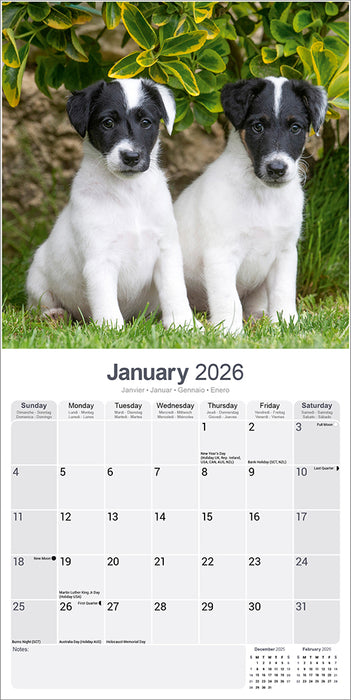 Fox Terrier 2026 Square Wall Calendar (Online Exclusive)
