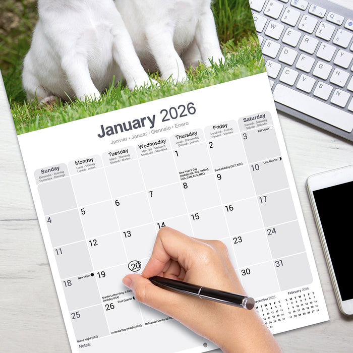 Fox Terrier 2026 Square Wall Calendar (Online Exclusive)