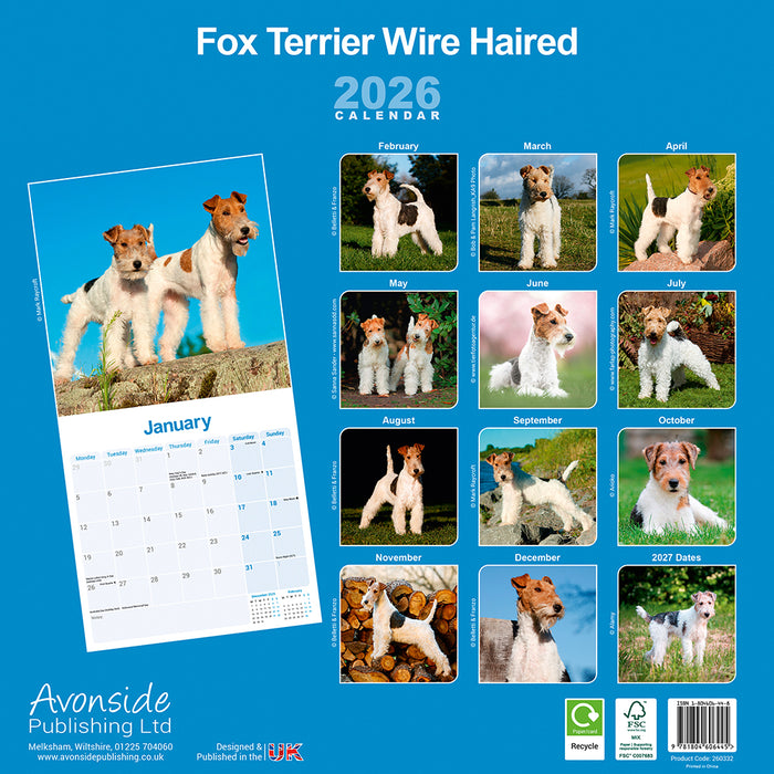 Fox Terrier Wirehaired 2026 Square Wall Calendar (Online Exclusive)