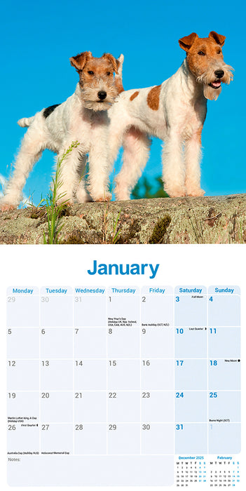 Fox Terrier Wirehaired 2026 Square Wall Calendar (Online Exclusive)