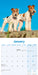 Fox Terrier Wirehaired 2026 Square Wall Calendar (Online Exclusive)