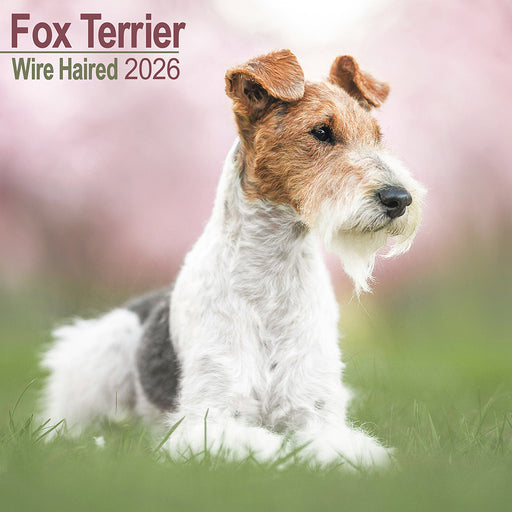 Fox Terrier Wirehaired 2026 Square Wall Calendar (Online Exclusive)