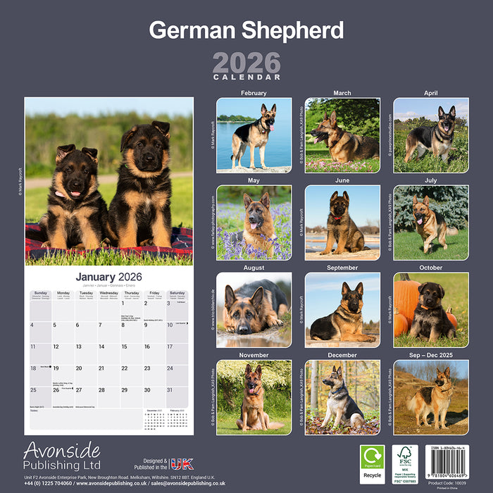 German Shepherd 2026 Square Wall Calendar