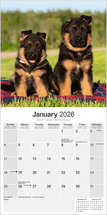German Shepherd 2026 Square Wall Calendar