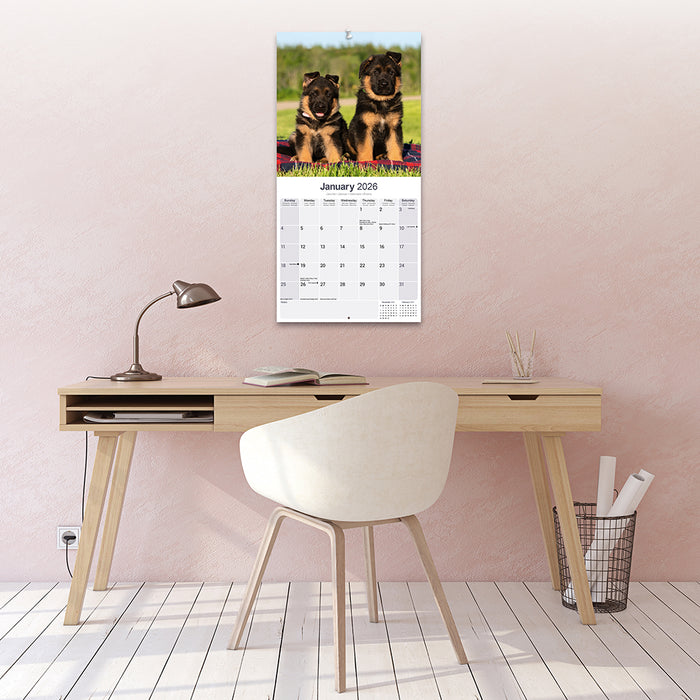 German Shepherd 2026 Square Wall Calendar