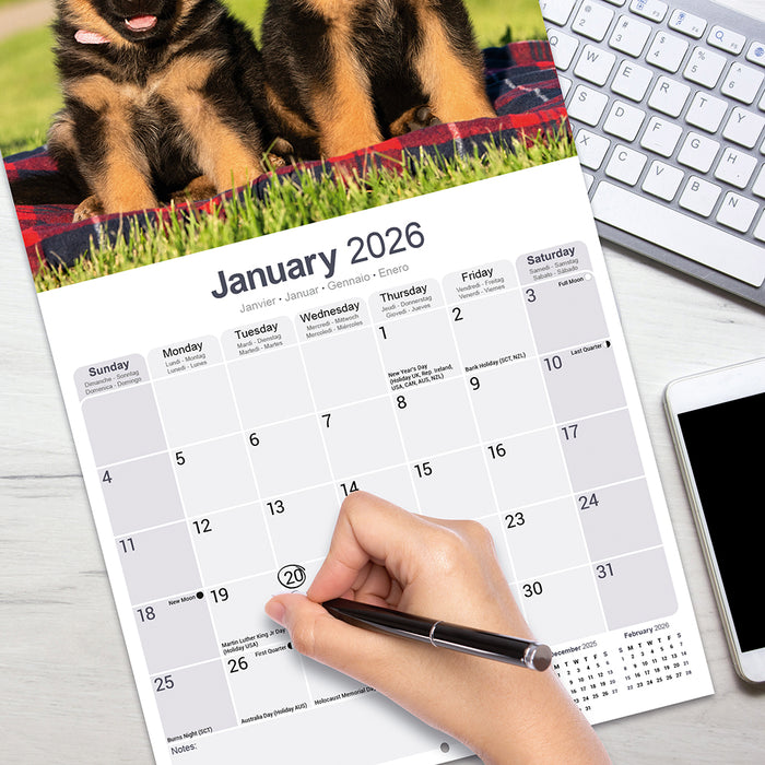 German Shepherd 2026 Square Wall Calendar