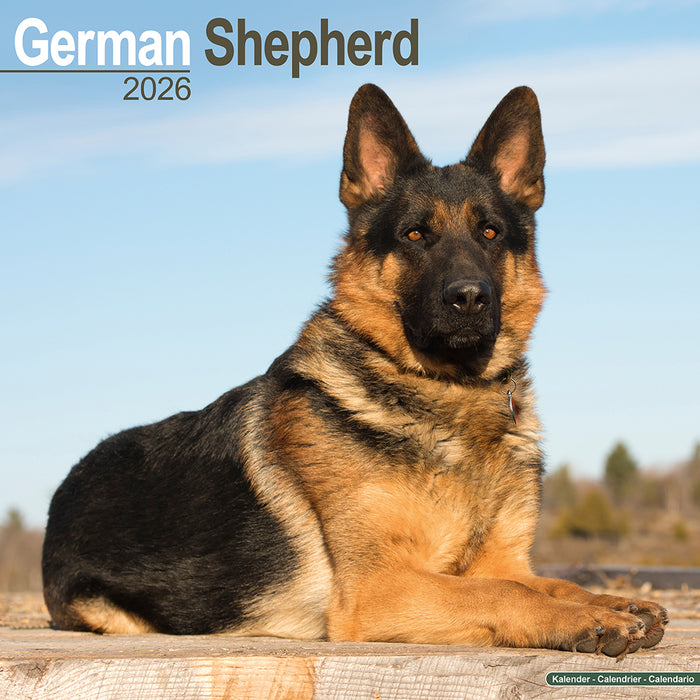 German Shepherd 2026 Square Wall Calendar
