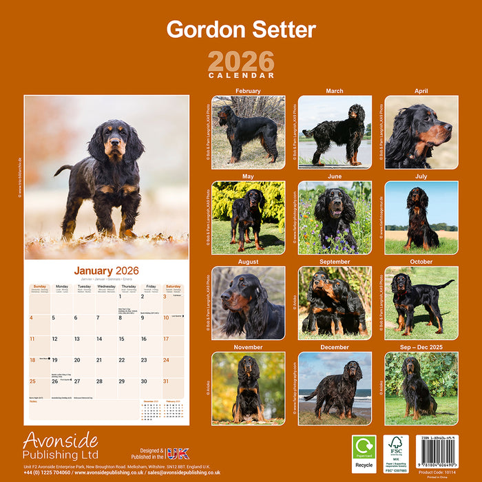 Gordon Setter 2026 Square Wall Calendar (Online Exclusive)