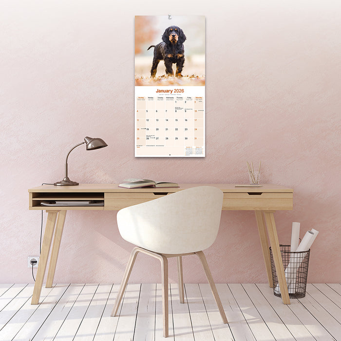Gordon Setter 2026 Square Wall Calendar (Online Exclusive)