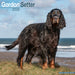 Gordon Setter 2026 Square Wall Calendar (Online Exclusive)