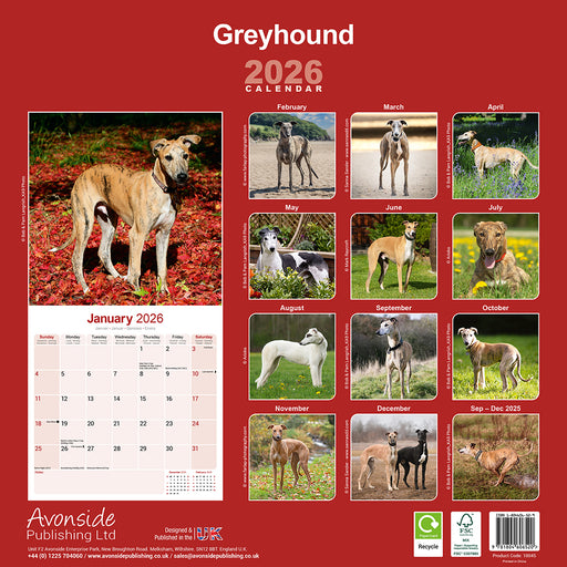 Greyhound 2026 Square Wall Calendar