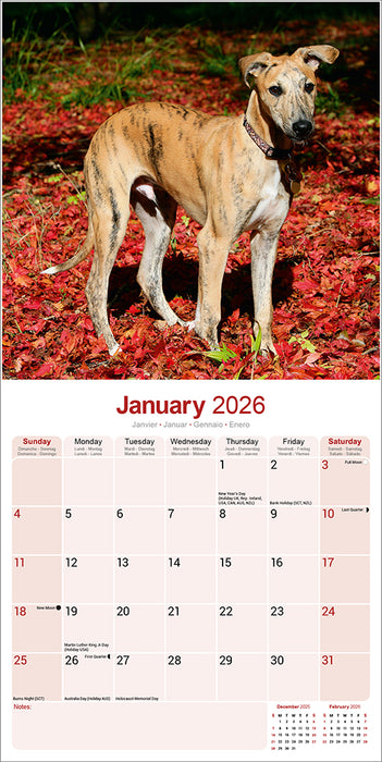 Greyhound 2026 Square Wall Calendar