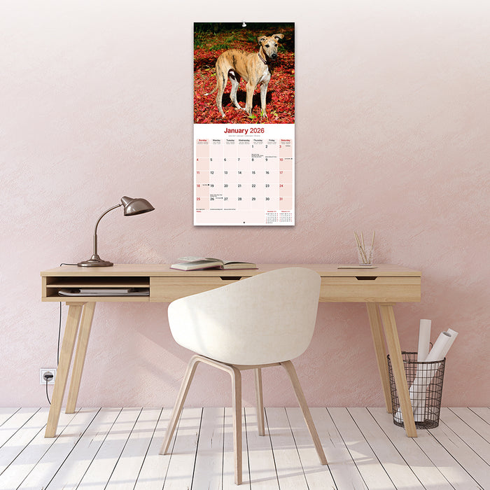 Greyhound 2026 Square Wall Calendar