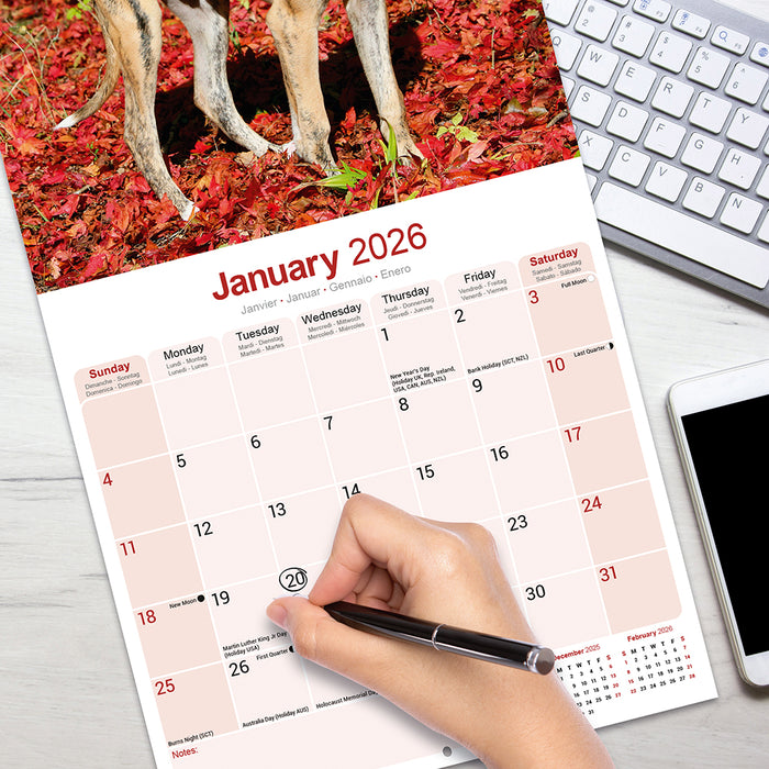 Greyhound 2026 Square Wall Calendar
