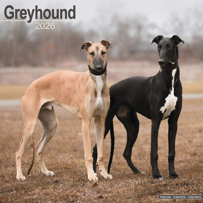 Greyhound 2026 Square Wall Calendar