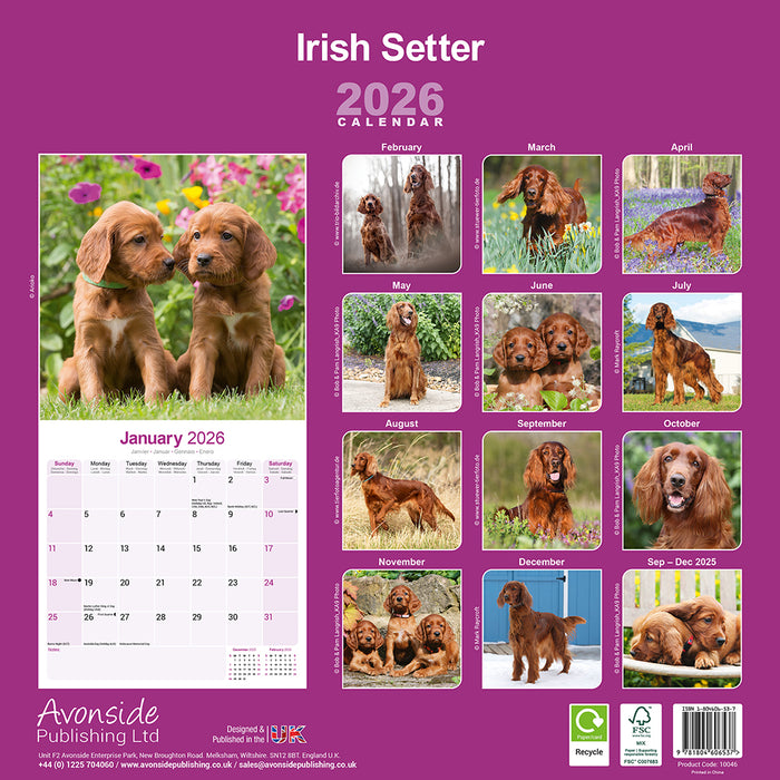 Irish Setter 2026 Square Wall Calendar (Online Exclusive)