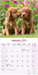 Irish Setter 2026 Square Wall Calendar (Online Exclusive)