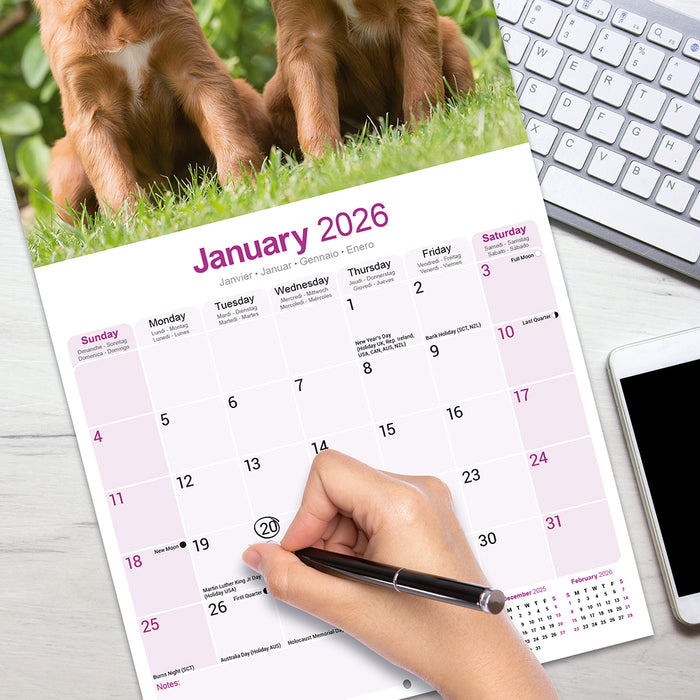 Irish Setter 2026 Square Wall Calendar (Online Exclusive)