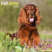 Irish Setter 2026 Square Wall Calendar (Online Exclusive)