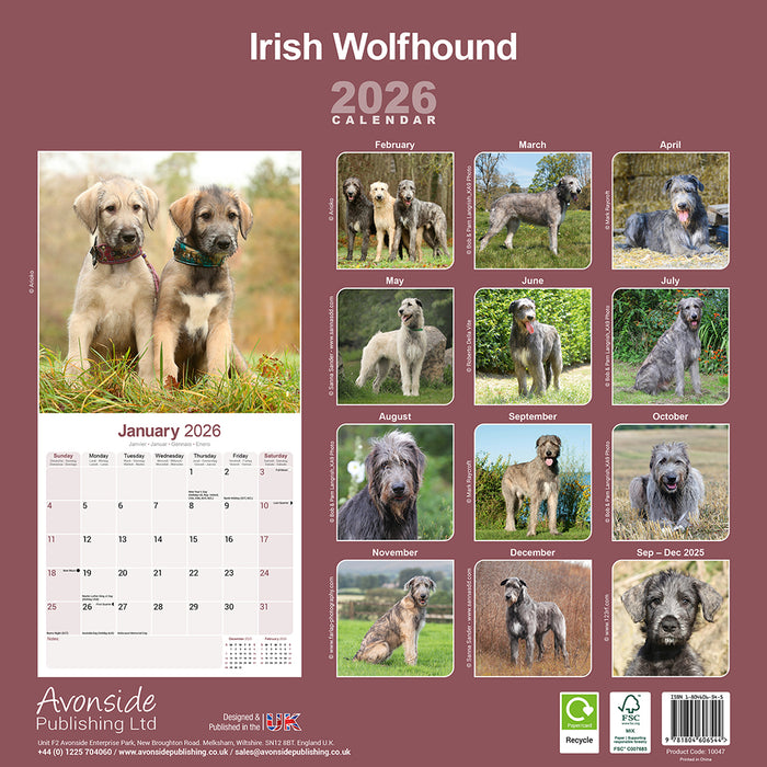 Irish Wolfhound 2026 Square Wall Calendar (Online Exclusive)