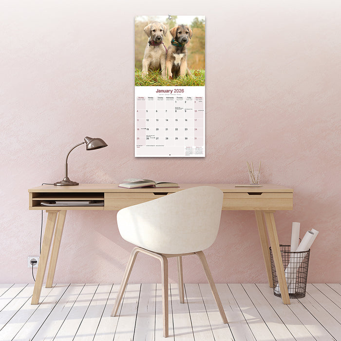 Irish Wolfhound 2026 Square Wall Calendar (Online Exclusive)