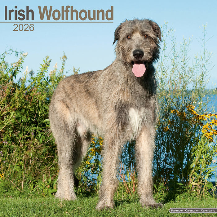 Irish Wolfhound 2026 Square Wall Calendar (Online Exclusive)