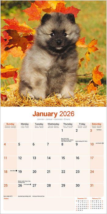 Keeshond 2026 Square Wall Calendar