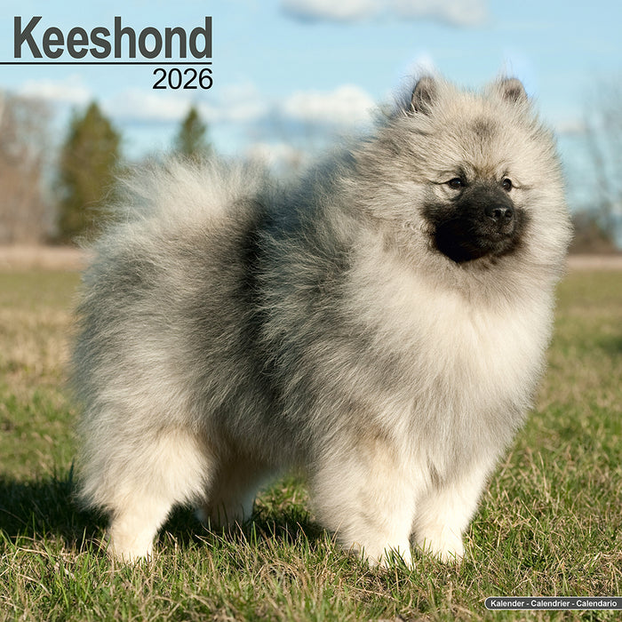 Keeshond 2026 Square Wall Calendar