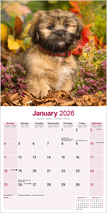 Lhasa Apso 2026 Square Wall Calendar (Online Exclusive)