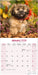 Lhasa Apso 2026 Square Wall Calendar (Online Exclusive)