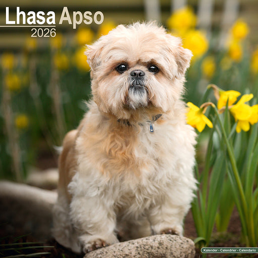 Lhasa Apso 2026 Square Wall Calendar (Online Exclusive)
