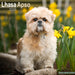 Lhasa Apso 2026 Square Wall Calendar (Online Exclusive)
