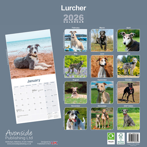 Lurcher 2026 Square Wall Calendar (Online Exclusive)
