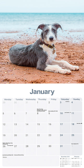 Lurcher 2026 Square Wall Calendar (Online Exclusive)