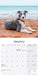 Lurcher 2026 Square Wall Calendar (Online Exclusive)
