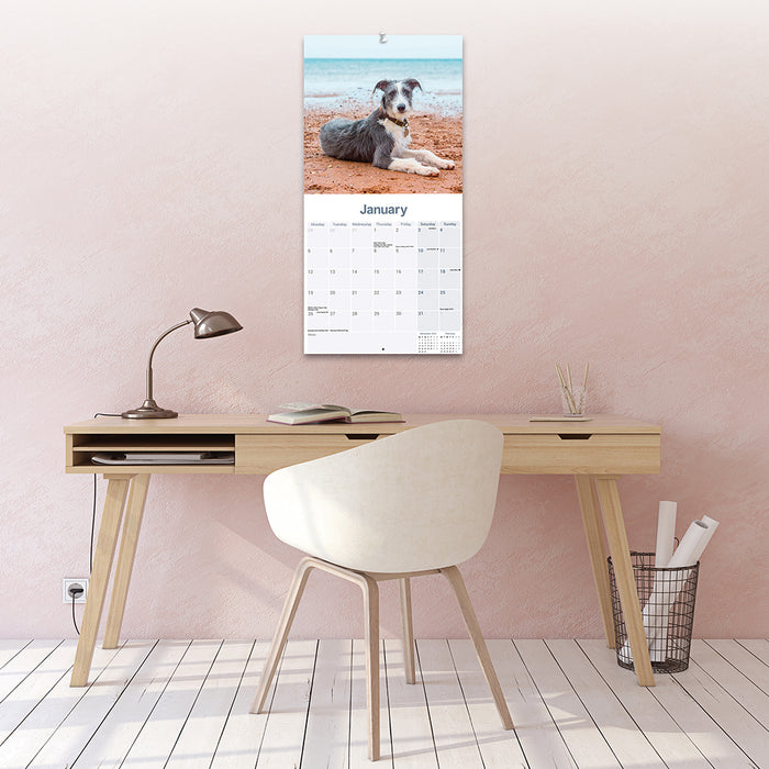 Lurcher 2026 Square Wall Calendar (Online Exclusive)