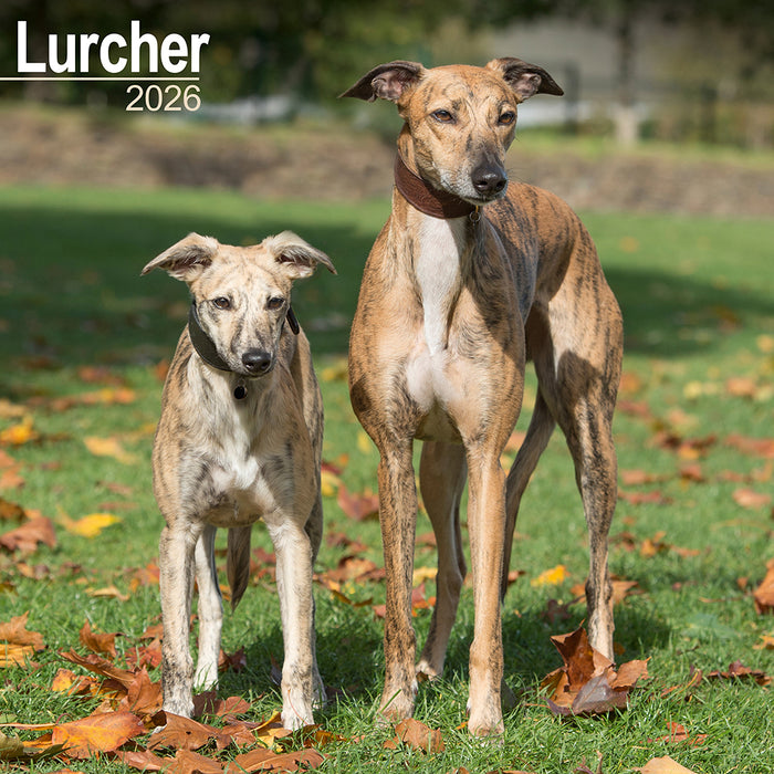 Lurcher 2026 Square Wall Calendar (Online Exclusive)
