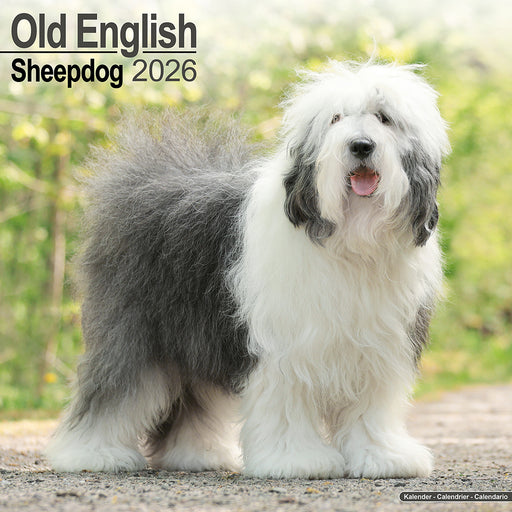 Old English Sheepdog 2026 Square Wall Calendar