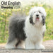 Old English Sheepdog 2026 Square Wall Calendar