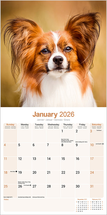 Papillon 2026 Square Wall Calendar