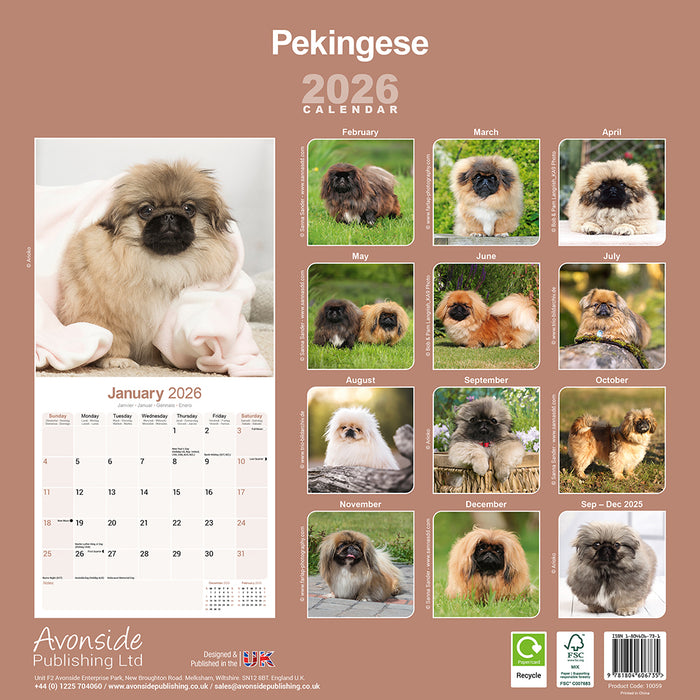 Pekingese 2026 Square Wall Calendar